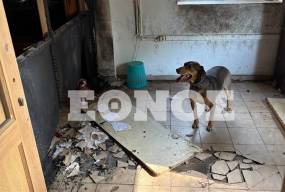 Μεταξύ νόμου και εγκατάλειψης: Η πραγματικότητα των αδέσποτων στον Γαλατά - Απάνθρωπες εικόνες