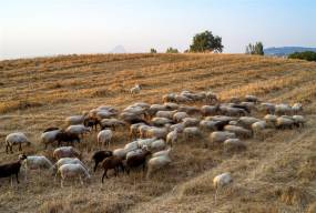 Ευλογιά των προβάτων: Πόσο στοίχισε η καθυστέρηση μέτρων και πότε θα μπει «στοπ» - Καθηγητής εξηγεί