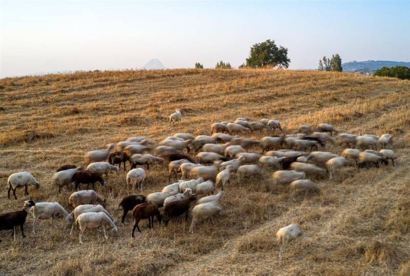 Ευλογιά των προβάτων: Πόσο στοίχισε η καθυστέρηση μέτρων και πότε θα μπει «στοπ» - Καθηγητής εξηγεί