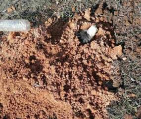 Φρίκη στη Θεσσαλονίκη: 90χρονος ακινητοποίησε σκύλο με χαρτοταινία και τον έθαψε ζωντανό