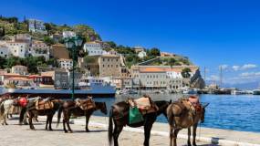 Η σιωπηλή κακοποίηση των ζώων στα σοκάκια της Υδρας