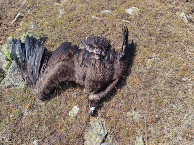 Στη Δικαιοσύνη μαζική δηλητηρίαση άγριων ζώων στη Δαδιά