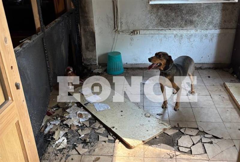 Μεταξύ νόμου και εγκατάλειψης: Η πραγματικότητα των αδέσποτων στον Γαλατά - Απάνθρωπες εικόνες