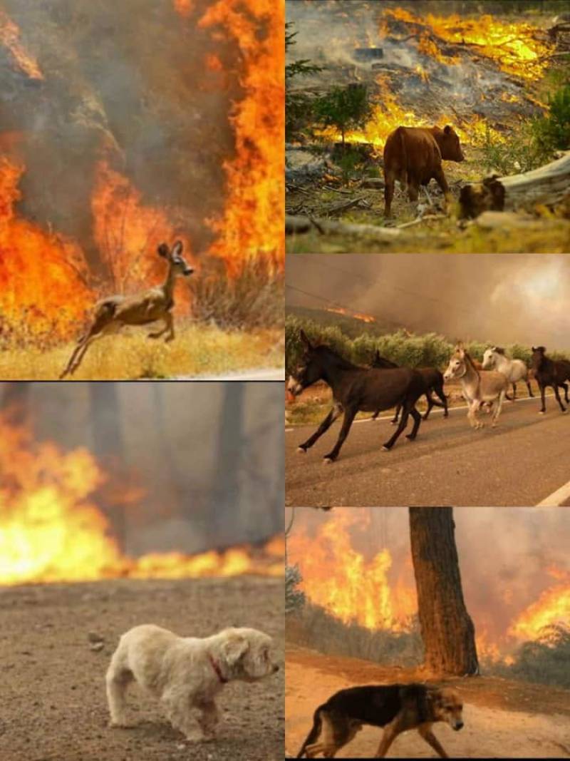 ΠΦΠΟ «Να σταματήσουν τα ζώα να καίγονται δεμένα – Η ΠΦΠΟ ζητά άμεσους ελέγχους και εφαρμογή του νόμου»