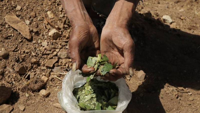 Κολομβία: Η κοκαΐνη ξεπέρασε το πετρέλαιο ως κορυφαίο εξαγωγικό προϊόν