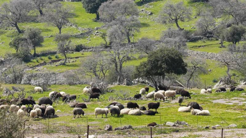 Αφθώδης πυρετός: Σε κατάσταση εκτάκτου ανάγκης η Λέσβος, κλείνουν μονάδες παραγωγής στο νησί