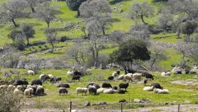 Αφθώδης πυρετός: Σε κατάσταση εκτάκτου ανάγκης η Λέσβος, κλείνουν μονάδες παραγωγής στο νησί