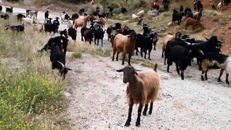 Κάθε βοσκότοπος και (γαλάζια) κάλπη