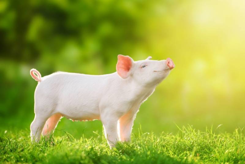 Το Πάσχα αναζωπυρώνει τη συζήτηση για τα δικαιώματα των ζώων, αλλά δεν περιλαμβάνονται τα ζώα