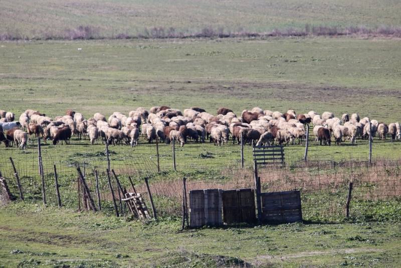 Δυτική Αχαΐα: Η ΑΑΔΕ κατάσχεσε την αποζημίωση των κτηνοτρόφων για την ευλογιά