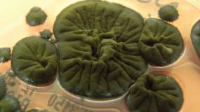 Τσερνόμπιλ: Βρέθηκαν μανιτάρια που τρέφονται από τη ραδιενέργεια