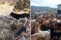 Κτηνωδία στα Τρίκαλα: 11 σκυλιά νεκρά από φόλες – «Όταν τα αντίκρισα έγινα χάλια, δεν πείραζαν άνθρωπο»