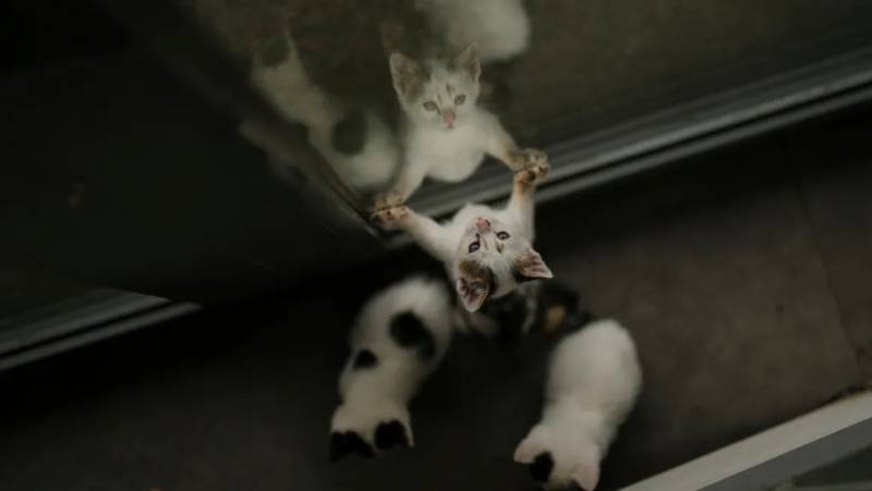 Φρικτή έρευνα: Γατάκια βασανίζονται μέχρι θανάτου σε διαδικτυακές ομάδες