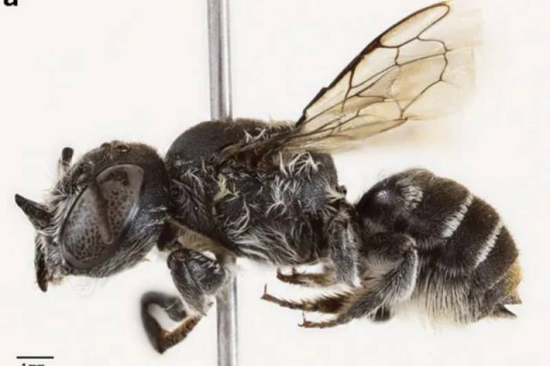 “Λούσιφερ”, η μέλισσα διάβολος – Ανακαλύφθηκε νέος είδος