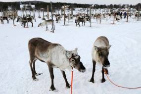 Φινλανδία: Πώς ο πόλεμος στην Ουκρανία σκοτώνει τους ταράνδους του Άγιου Βασίλη