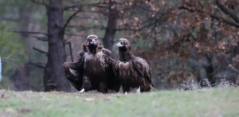 Κτηνωδία στο δάσος της Δαδιάς: Δηλητηρίασαν 12 μαυρόγυπες – Νεκροί οι 9