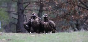 Κτηνωδία στο δάσος της Δαδιάς: Δηλητηρίασαν 12 μαυρόγυπες – Νεκροί οι 9