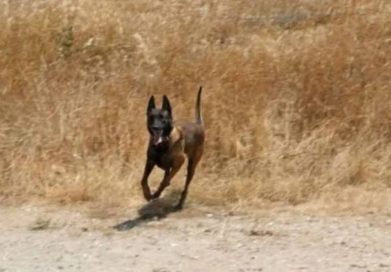 «Δεν ήταν πολιτική επιλογή» λέει η δήμαρχος Πεντέλης για την απομάκρυνση της Anubis