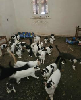 Κτηνωδία στην Πάτρα: 28 φυλακισμένες γάτες χωρίς νερό και φαγήτο – Βρέθηκαν σκελετοί