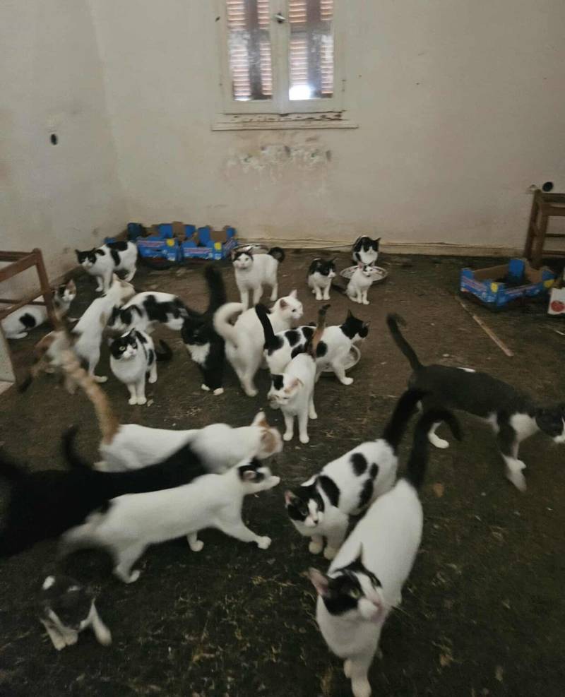 Κτηνωδία στην Πάτρα: 28 φυλακισμένες γάτες χωρίς νερό και φαγήτο – Βρέθηκαν σκελετοί