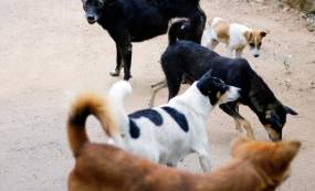 Καλιφόρνια: Βρέθηκαν 117 νεκρά σκυλιά σε καταφύγιο – Πολλά έφεραν τραύματα από όπλο